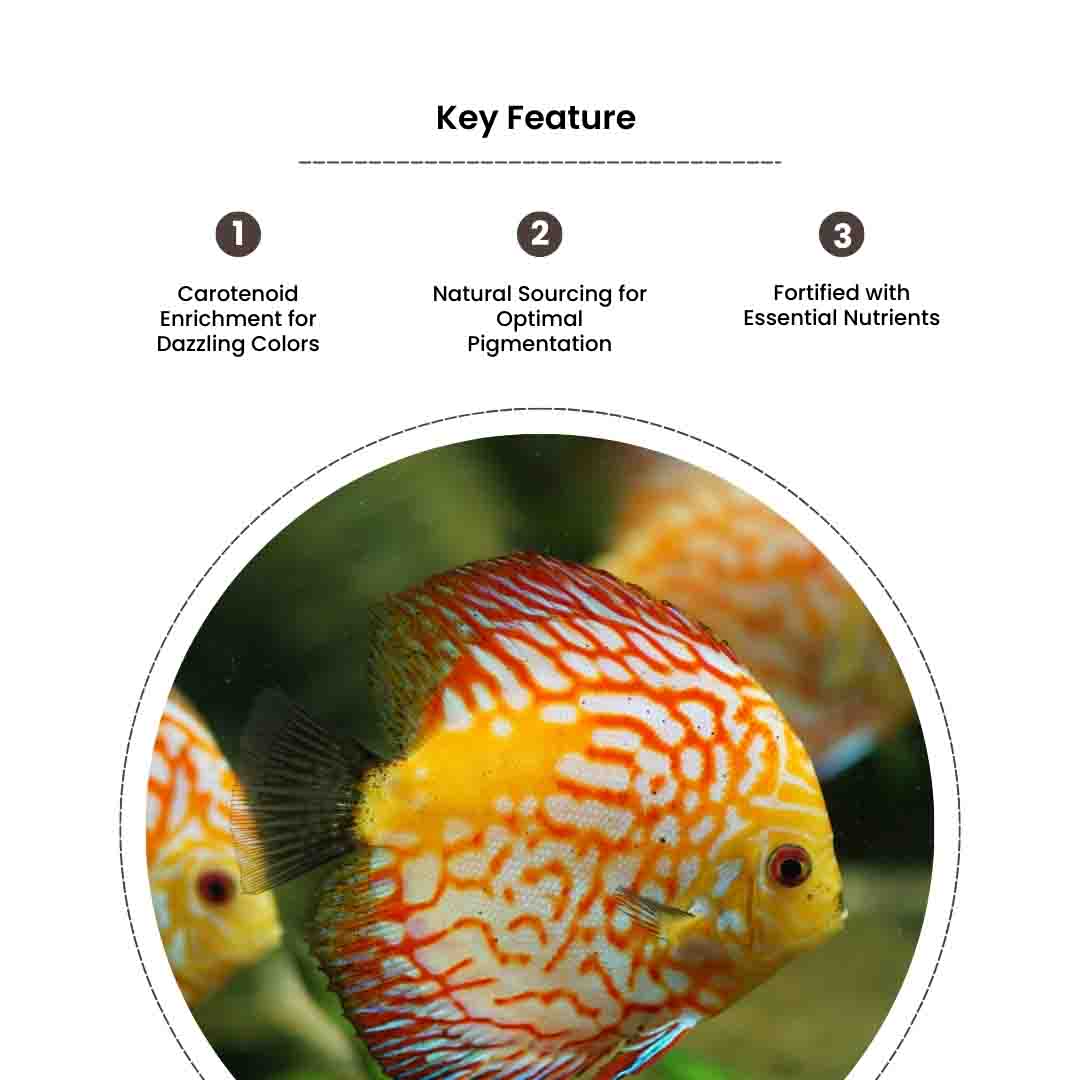 Color Food - Image 4