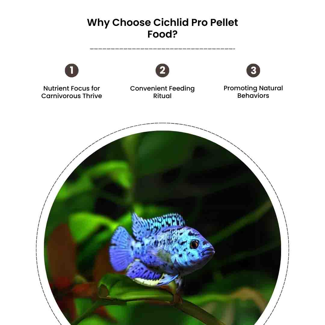 Cichlid Pro Food - Image 5