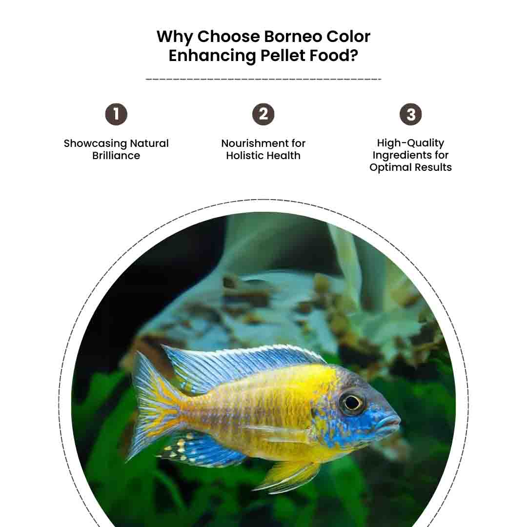 Color Food - Image 5