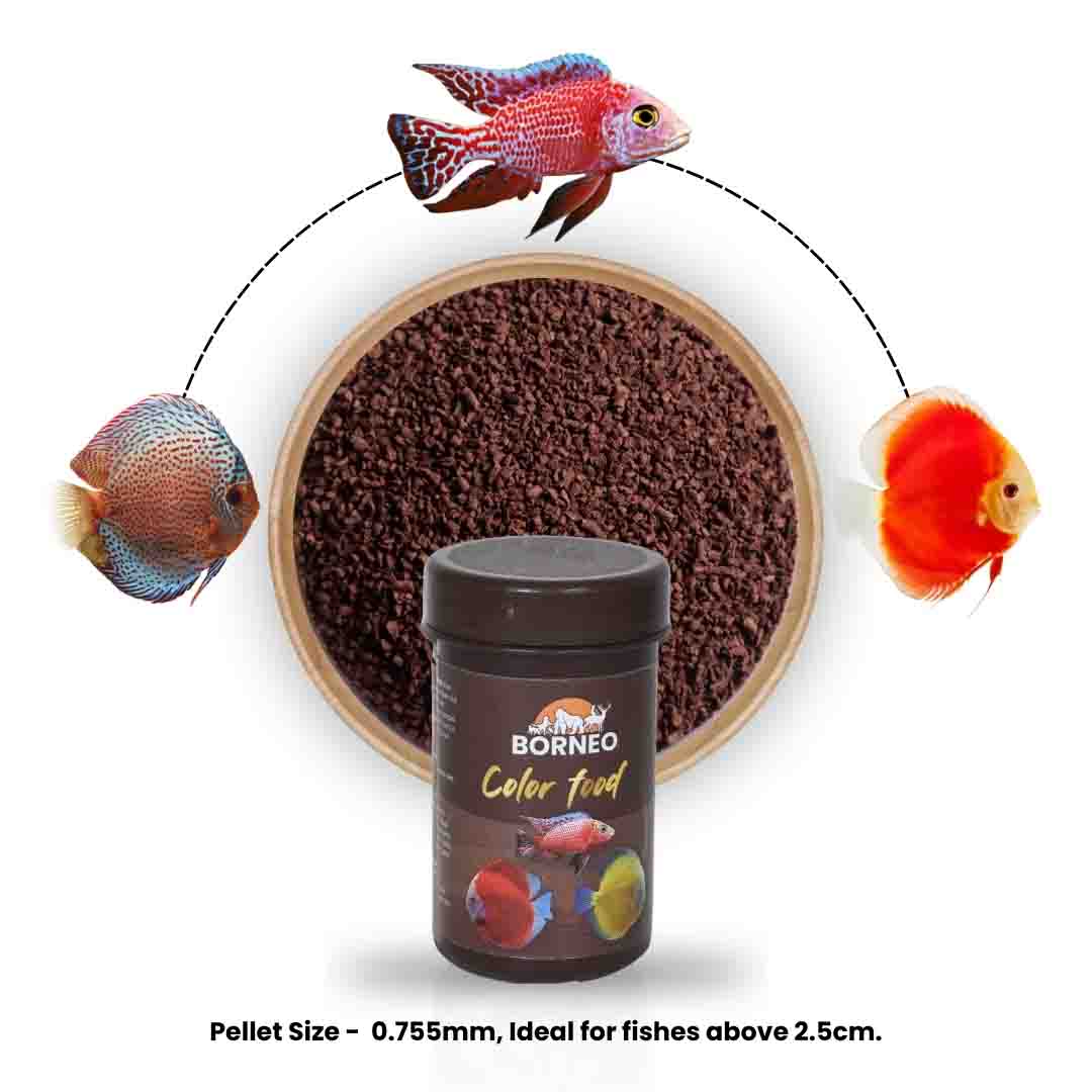 Color Food - Image 8